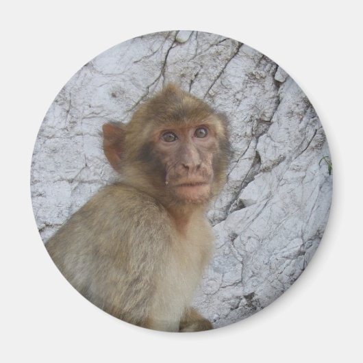 Gibraltar Monkey magnet Magneet (Voorkant)