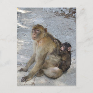 Gibraltar Monkeys briefkaart, pas aan Briefkaart