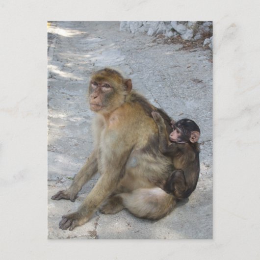 Gibraltar Monkeys briefkaart, pas aan Briefkaart (Voorkant)