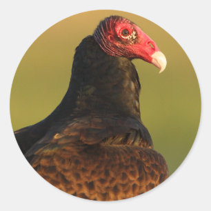 gier ronde sticker
