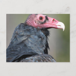 Gier Roofvogel Rood Gezicht Briefkaart