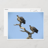 gieren briefkaart (Voorkant / Achterkant)