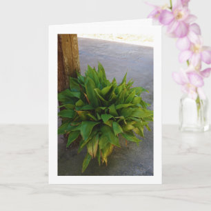 gietijzeren Plant Kaart