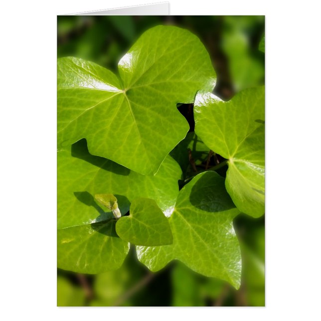 gif in de zon (Voorkant)