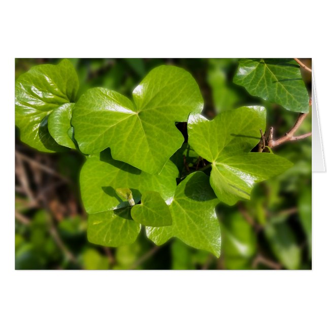 gif in de zon (Voorkant Horizontaal)