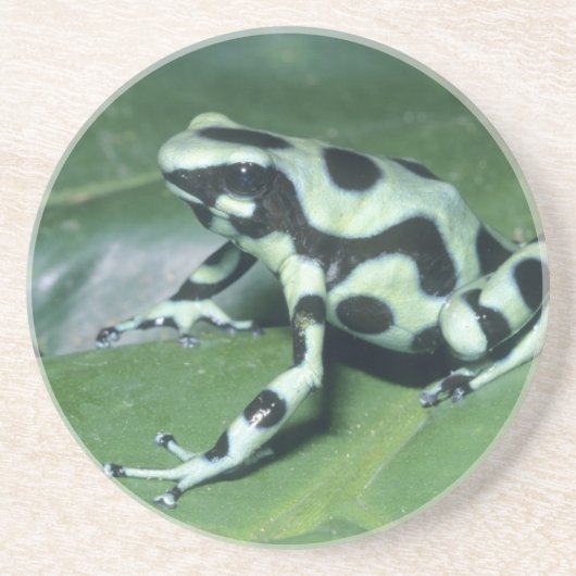 Gifkikker, (Dendrobates auratus) Cahuita Zandsteen Onderzetter (Voorkant)