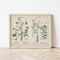 Giftige Planten | Charlotte Mary Yonge