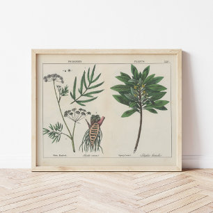 Giftige Planten   Charlotte Mary Yonge Poster