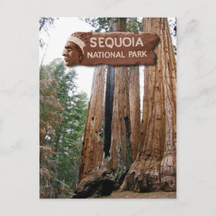 Gigante Sequoia-bomen, Nationaal Park Sequoia, CA Briefkaart