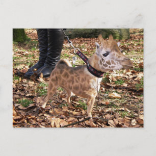Gihuahua Briefkaart