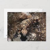 Gila Briefkaart (Voorkant / Achterkant)