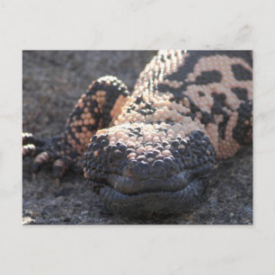 Gila Monster Briefkaart