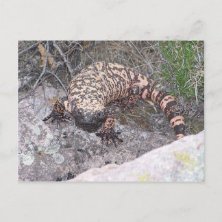 Gila Monster Briefkaart