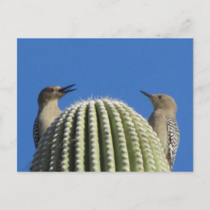 Gila Woodpecker Couple Briefkaart