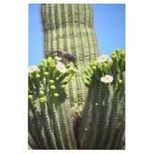 Gila Woodpecker en Cactus Blooms