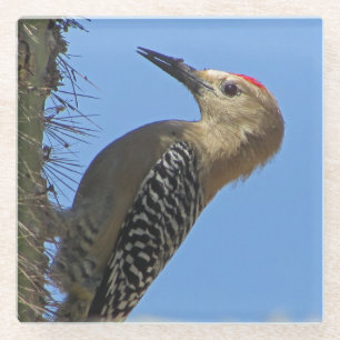 Gila Woodpecker Foto Unique Southwest Desert Bird Glazen Onderzetter