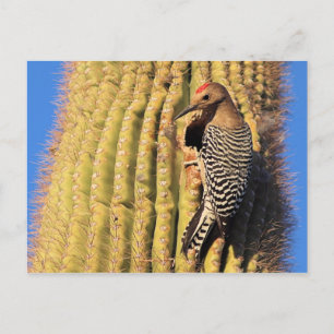Gila Woodpecker on Saguaro Cactus in Arizona Briefkaart