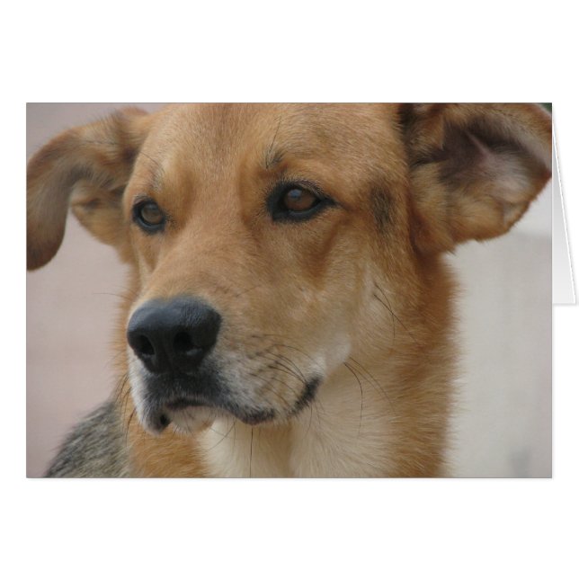 Gilbert (Devant Horizontal)