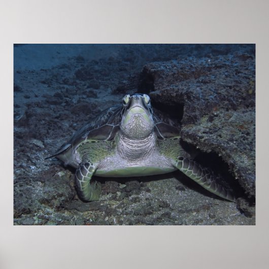 Gili Green Turtle Poster (Voorkant)