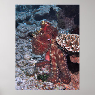 Gili Octopus Portrait Poster