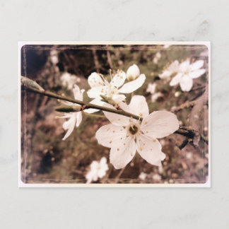 Gilroy, California, Briefkaart van mDarkPoet