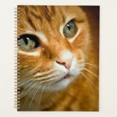 Gingembre adorable Tabby Chat Poster Portrait anim (Devant)