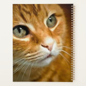 Gingembre adorable Tabby Chat Poster Portrait anim (Dos)