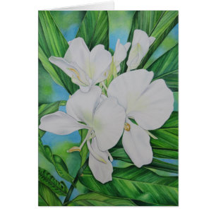 Gingembre blanc hawaïen