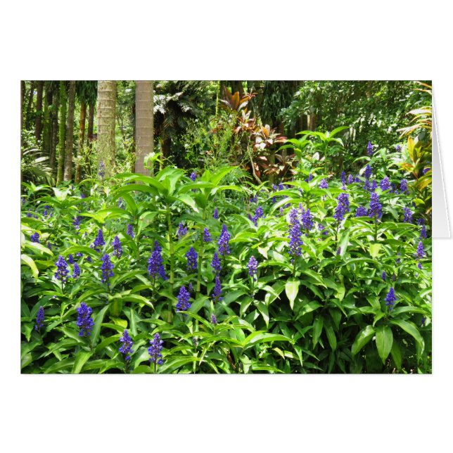 Gingembre bleu (Devant horizontal)