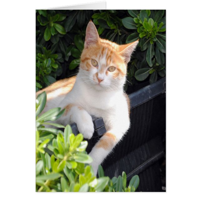 Gingembre et chat blanc (Devant)