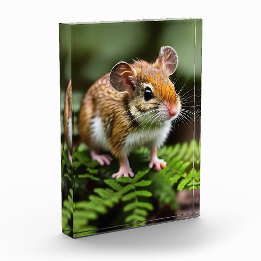 Ginger Australian Hopping Mouse, fotoblok (Links)