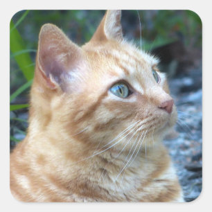 Ginger Boy Vierkante Sticker