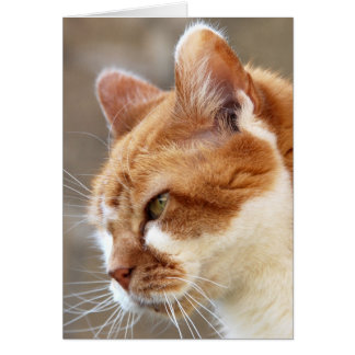 Ginger Cat