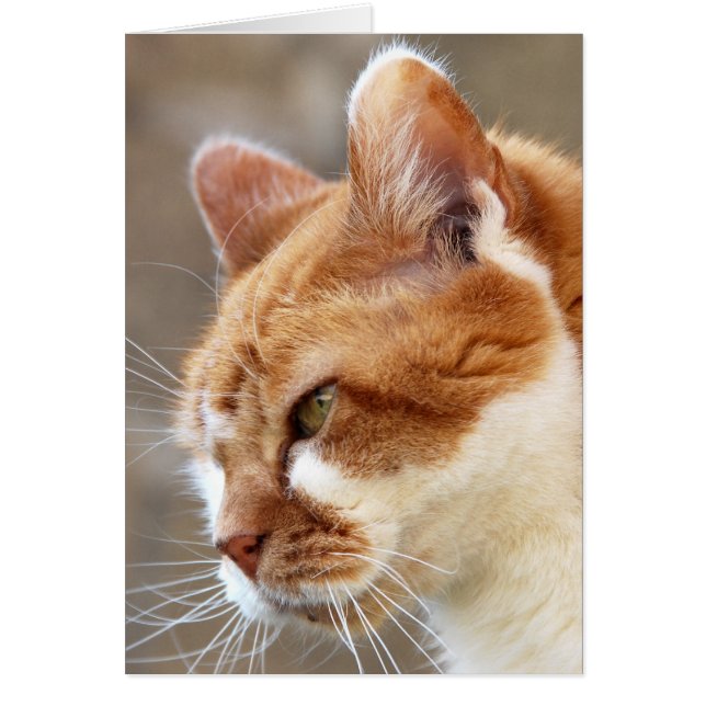 Ginger Cat (Devant)