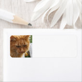 Ginger cat etiket (Insitu)
