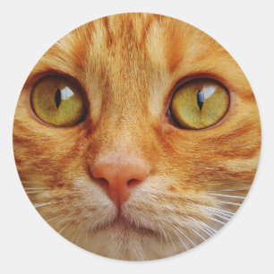 Ginger Cat foto Ronde Sticker