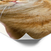 Ginger cat groene ogen poster (Hoek)