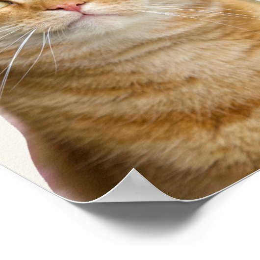 Ginger cat groene ogen poster (Hoek)