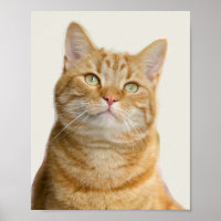 Ginger cat groene ogen