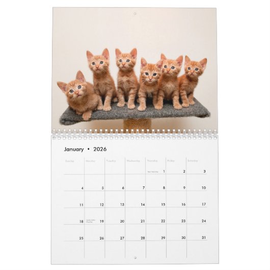 Ginger Cats - Calendrier des murs photo (Jan 2026)