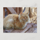 Ginger George Briefkaart (Voorkant)