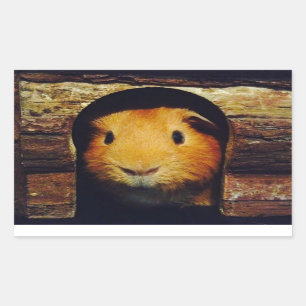 Ginger Guinea Pig Gifts Rechthoekige Sticker