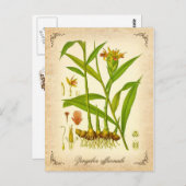 Ginger - illustratie briefkaart (Voorkant / Achterkant)