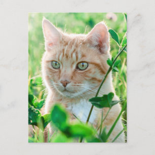 Ginger Kat met groene ogen in gras Briefkaart
