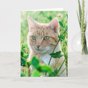 Ginger Kat met groene ogen in gras Kaart