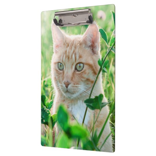 Ginger Kat met groene ogen in gras Klembord (Links)