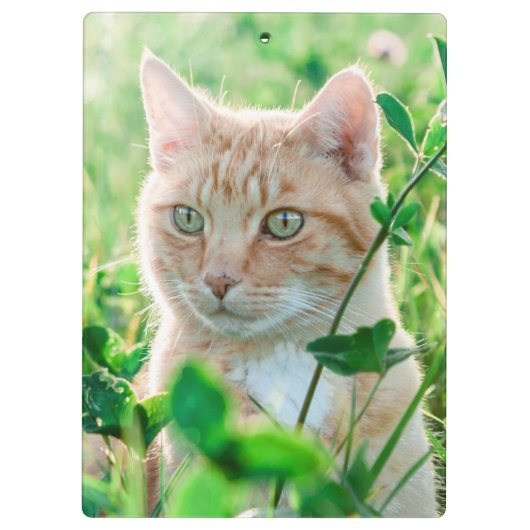 Ginger Kat met groene ogen in gras Klembord (Achterkant)