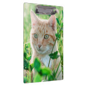 Ginger Kat met groene ogen in gras Klembord (Rechts)