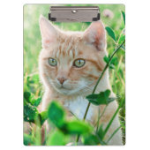 Ginger Kat met groene ogen in gras Klembord (Voorkant)