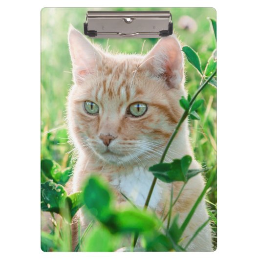 Ginger Kat met groene ogen in gras Klembord (Voorkant)